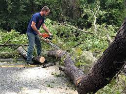 Best Palm Tree Trimming  in Lake Holiday, IL